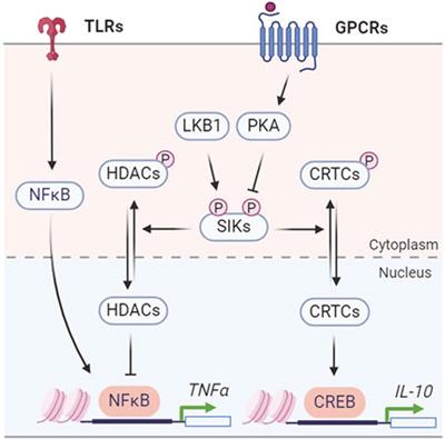 Understanding the roles of salt-inducible kinases in cardiometabolic disease